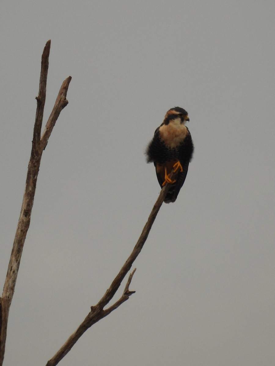 Aplomado Falcon - Maria Lujan Solis