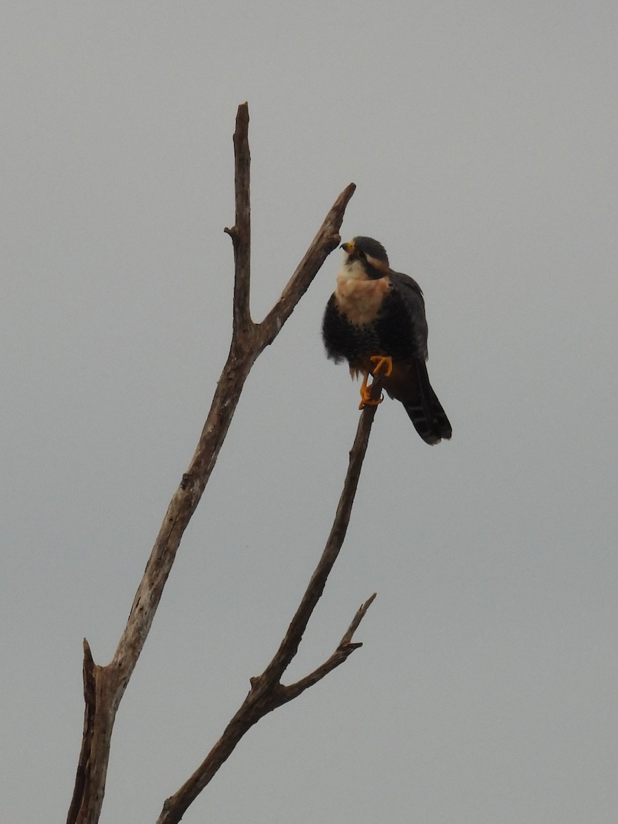 Aplomado Falcon - Maria Lujan Solis