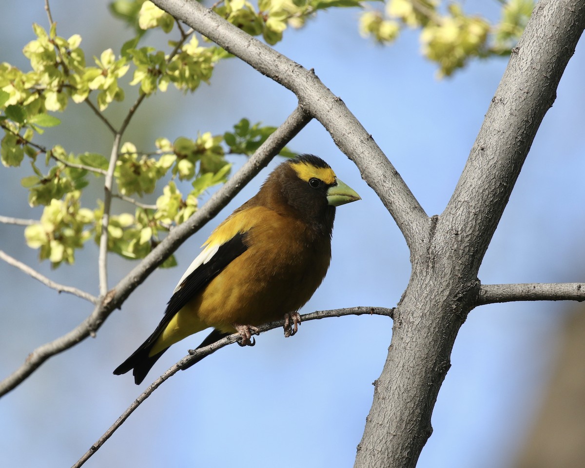 Evening Grosbeak - Russ Morgan