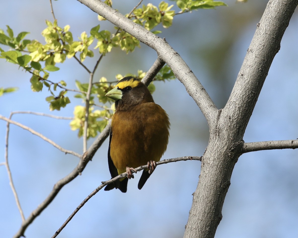 Evening Grosbeak - Russ Morgan