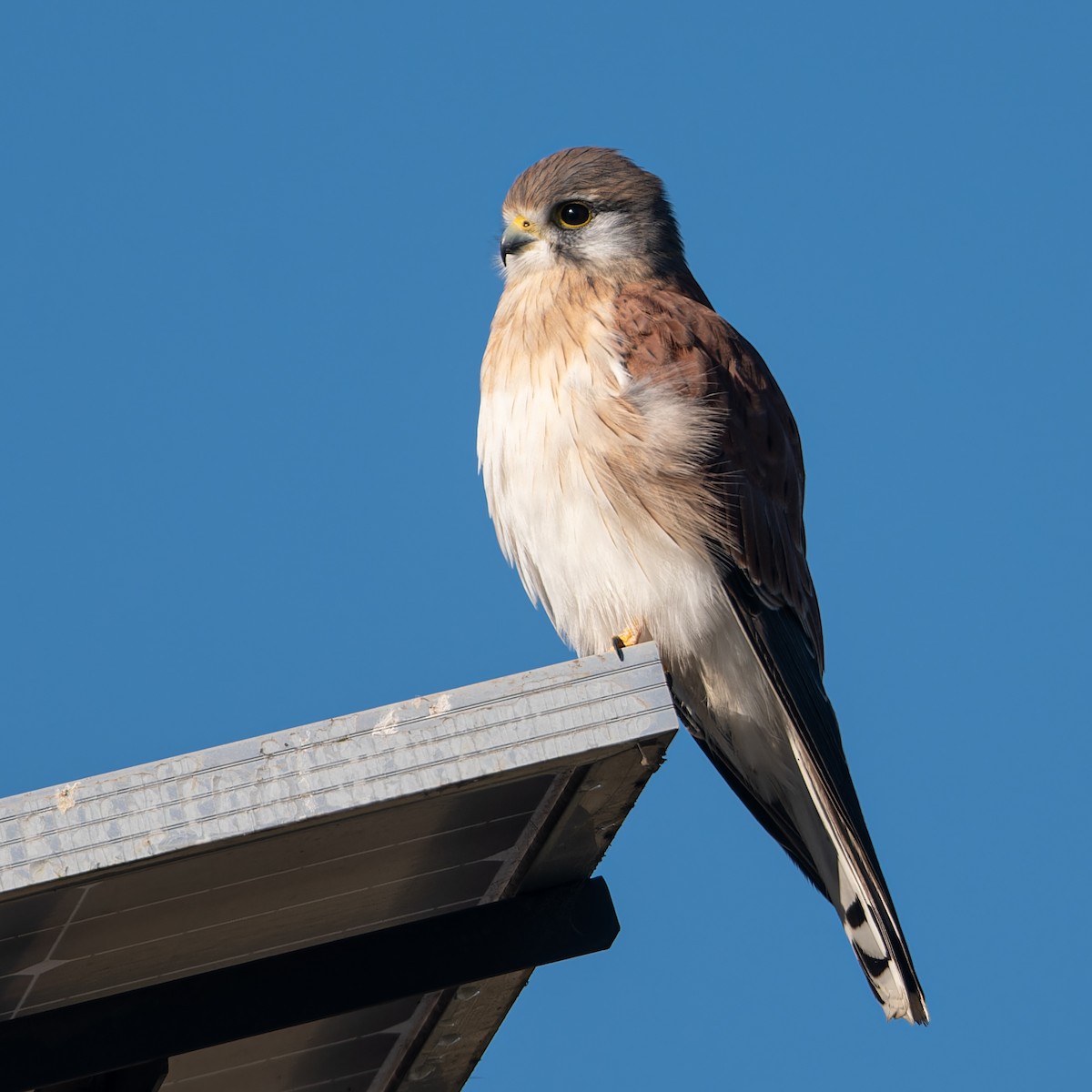 Nankeen Kestrel - John  Van Doorn