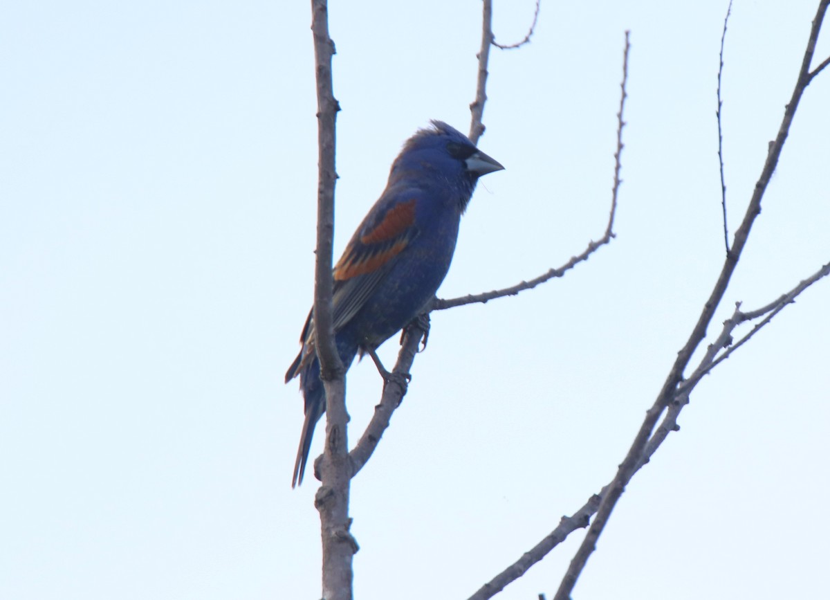 Blue Grosbeak - Ruth King