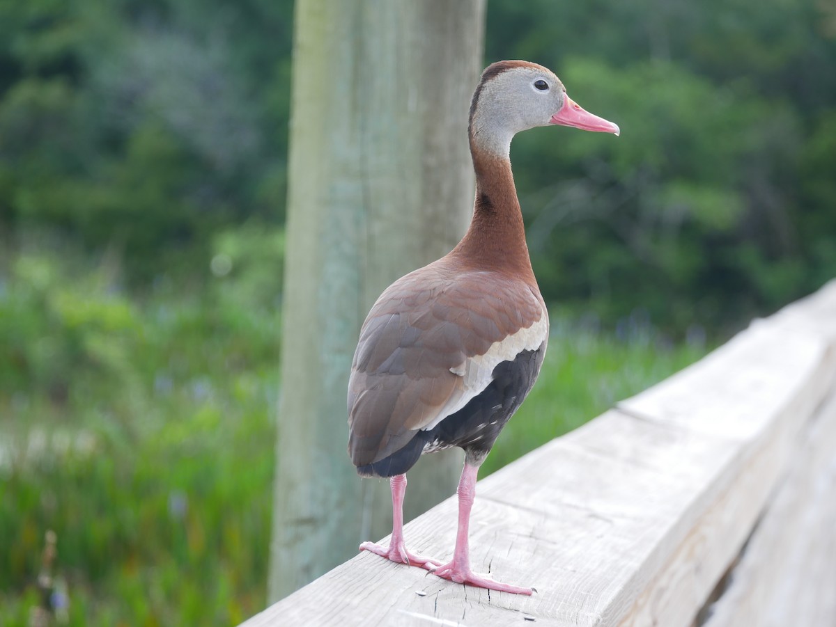 Black-bellied Whistling-Duck - ML619106236