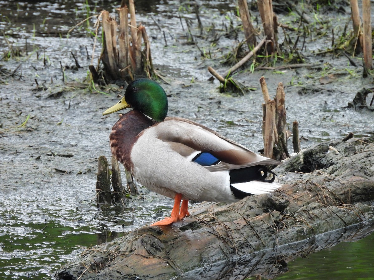 Mallard - Mark Stevens