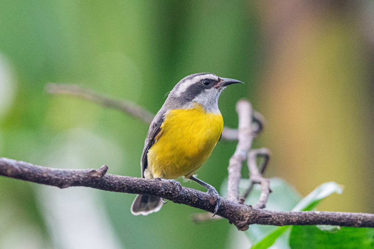 Bananaquit - Christian Williams