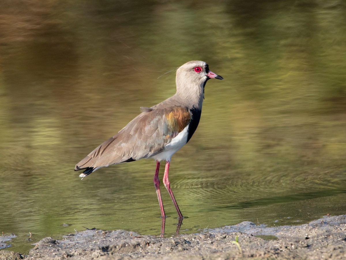 Southern Lapwing - William Wallace Silva