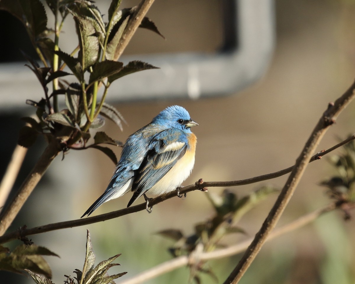 Lazuli Bunting - Russ Morgan