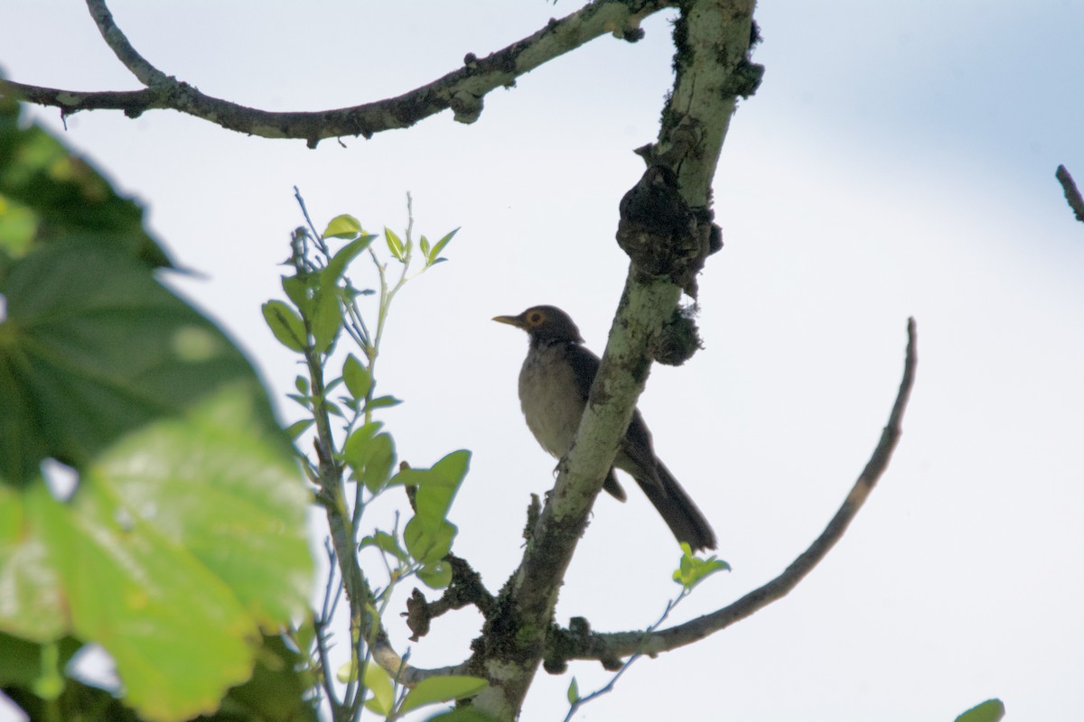 Spectacled Thrush - FREDY HERNAN VALERO