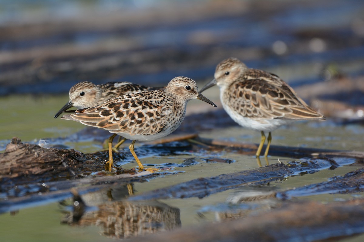 Least Sandpiper - ML619106273