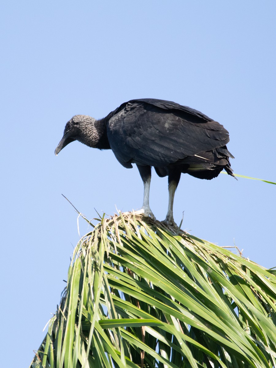 Black Vulture - William Wallace Silva