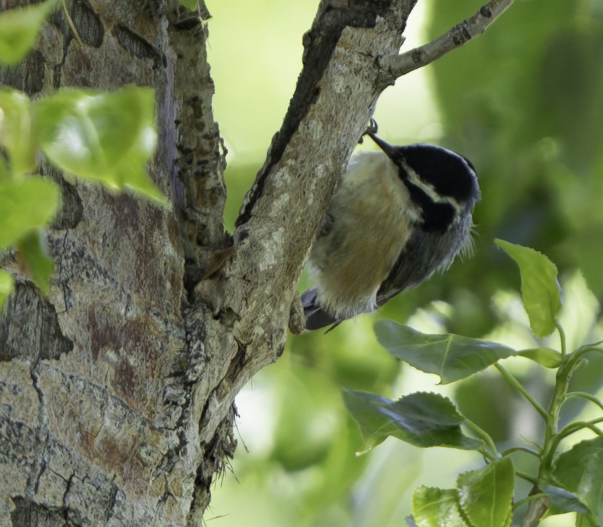 Red-breasted Nuthatch - Barry McKenzie