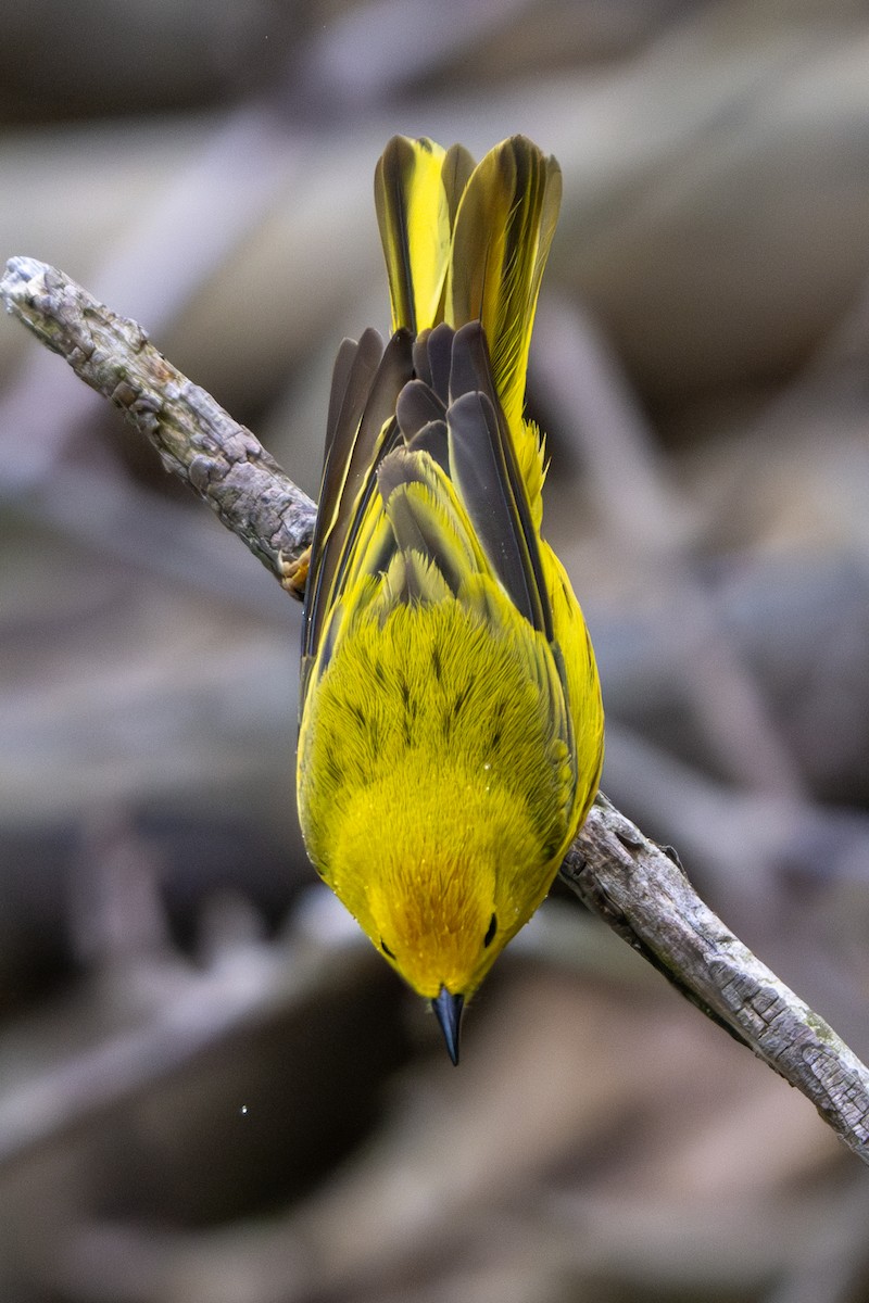 Yellow Warbler - Nadine Bluemel