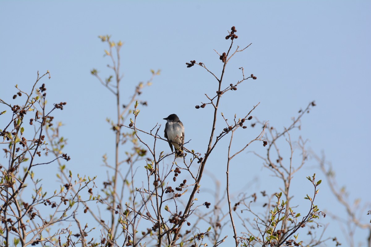 Eastern Kingbird - ML619106319