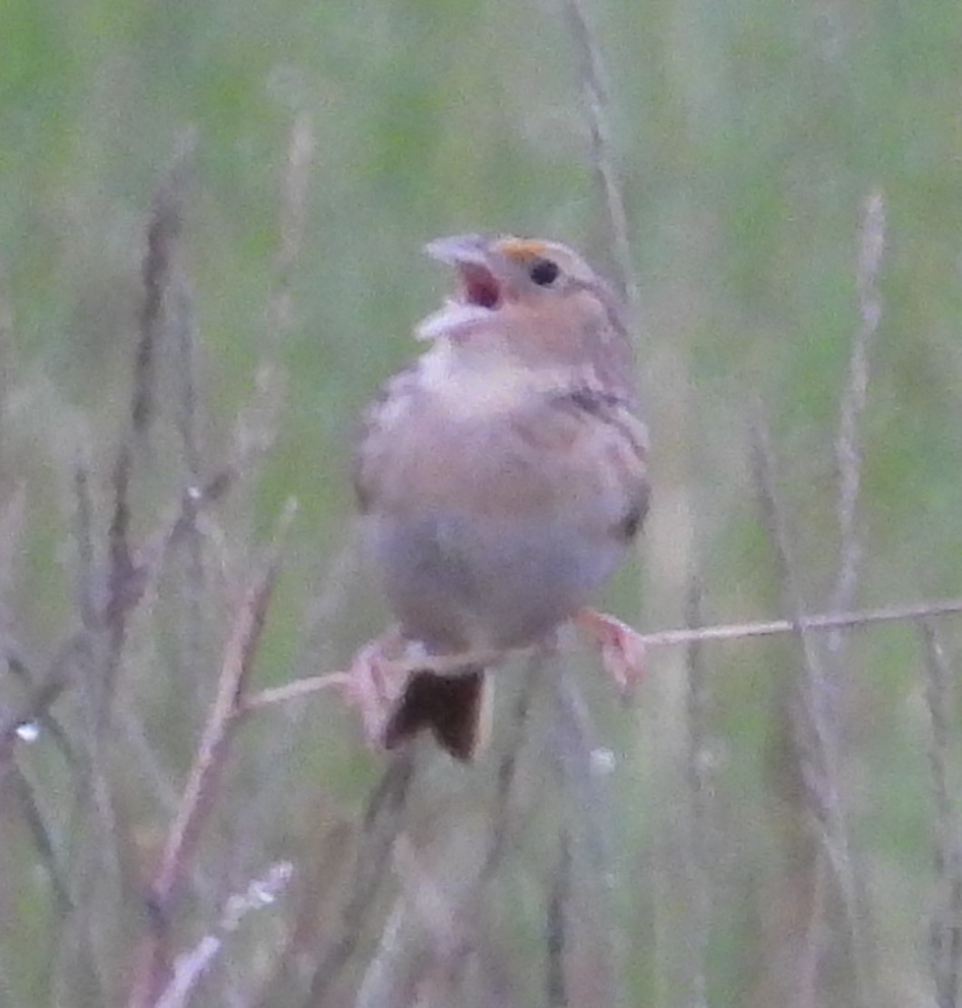 Grasshopper Sparrow - ML619106322