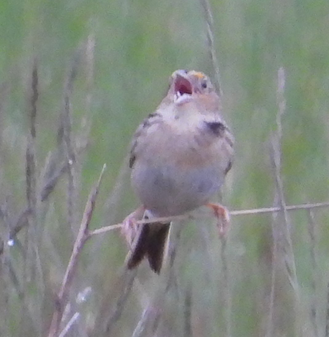 Grasshopper Sparrow - ML619106323