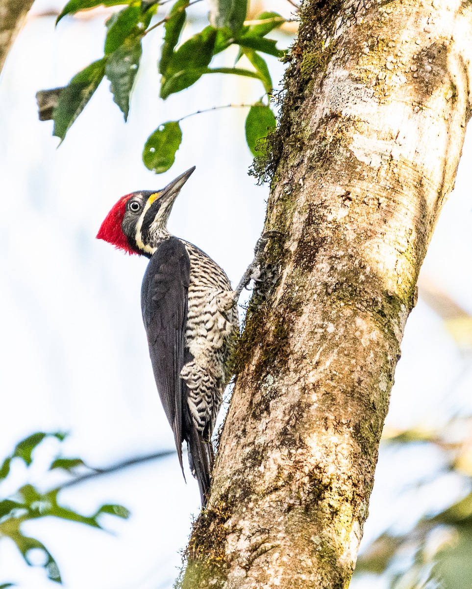 Lineated Woodpecker - ML619106327