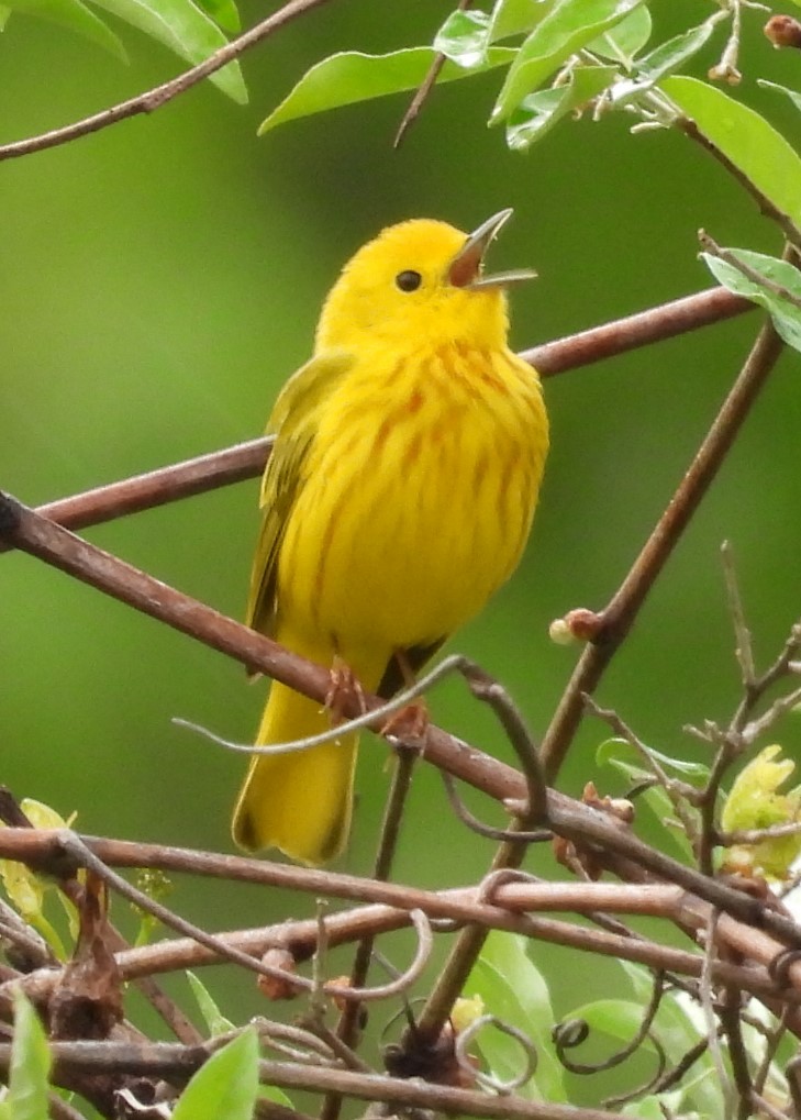 Yellow Warbler - Debbie Segal