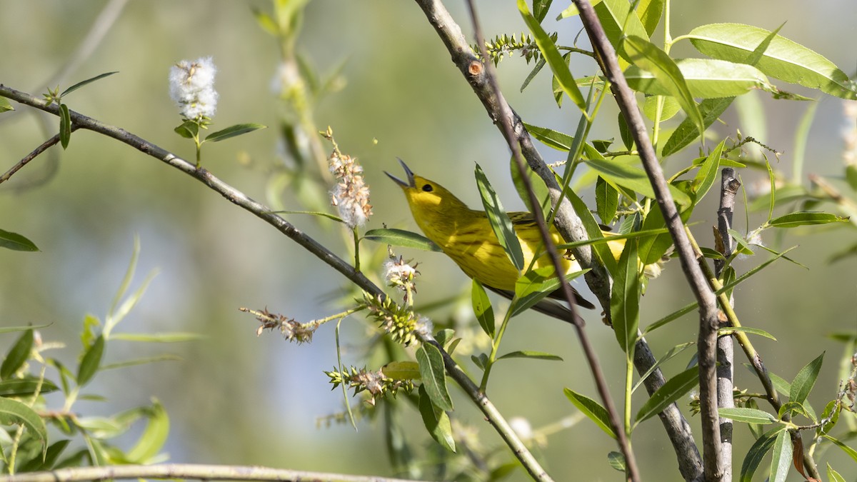 Paruline jaune - ML619106342