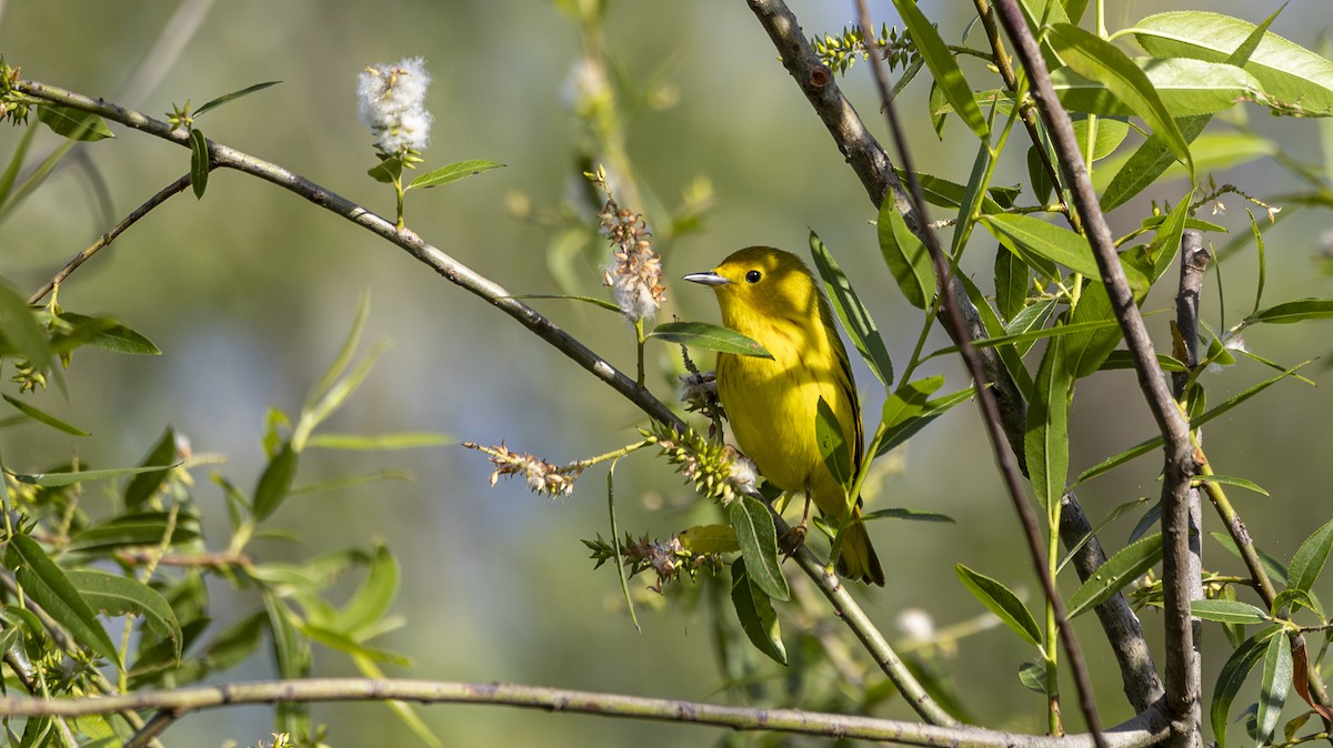 Paruline jaune - ML619106345