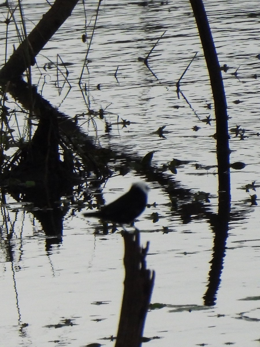 White-headed Marsh Tyrant - Maria Lujan Solis