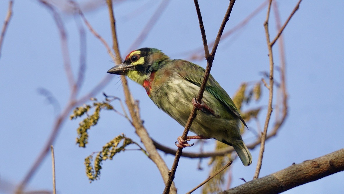 Al Göğüslü Barbet - ML619106365