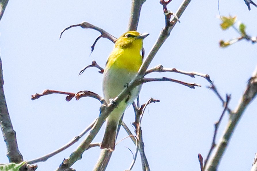 Yellow-throated Vireo - Laura Brown