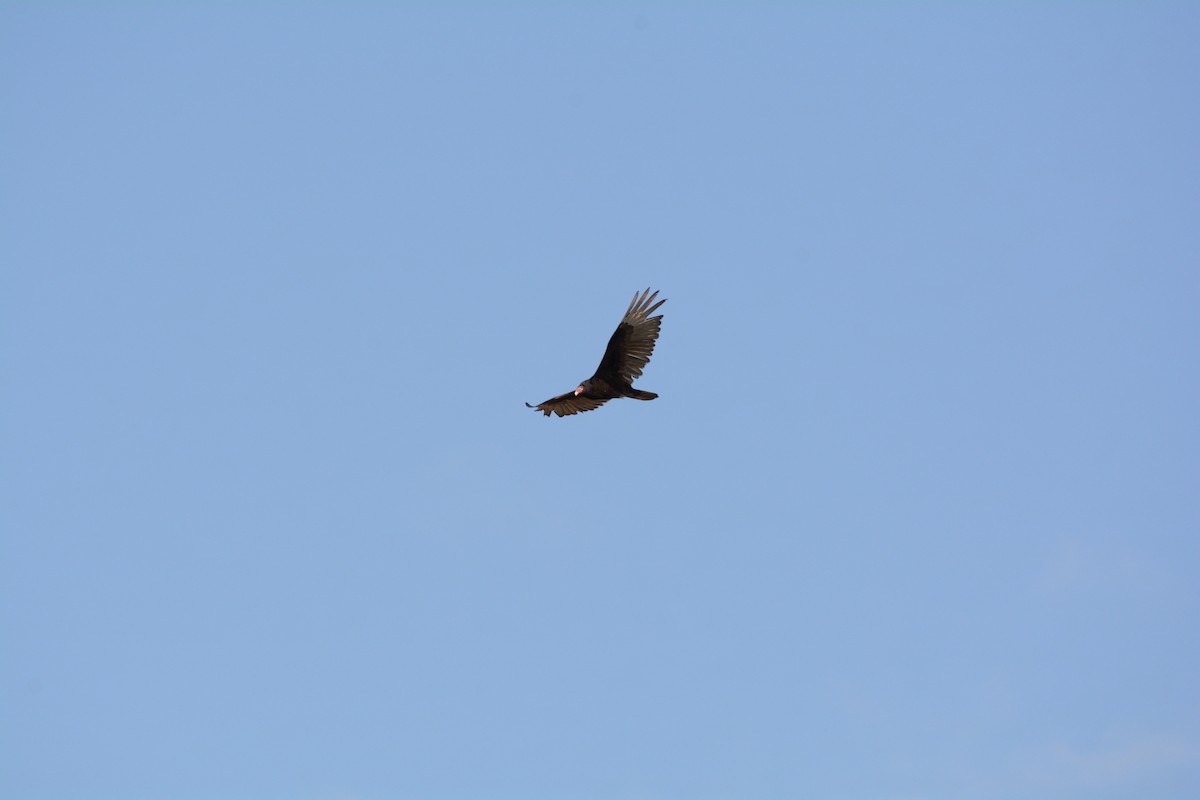 Turkey Vulture - ML619106378