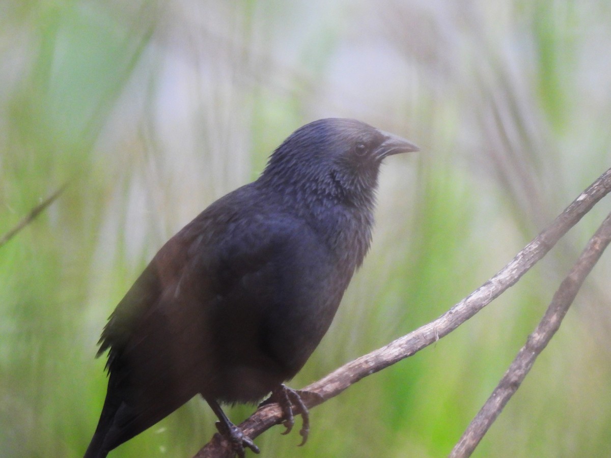 Chopi Blackbird - ML619106392