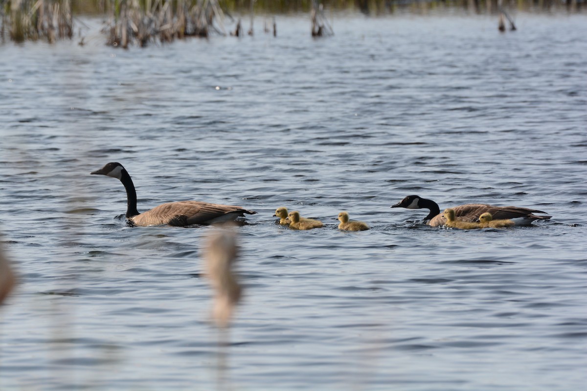 Canada Goose - ML619106418