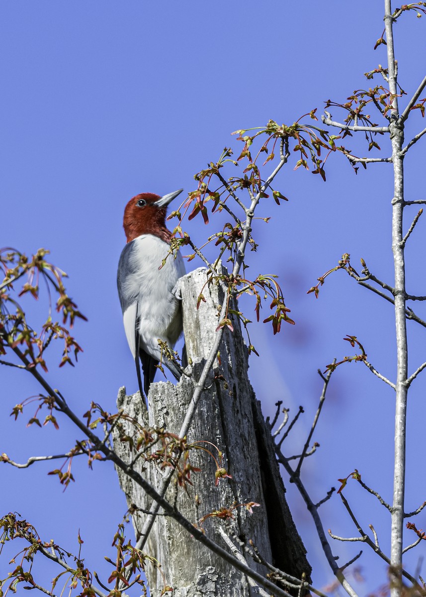 Red-headed Woodpecker - Keshava Mysore
