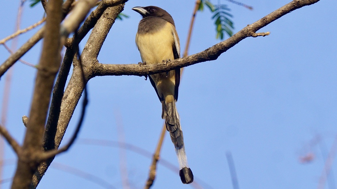 Rufous Treepie - ML619106424