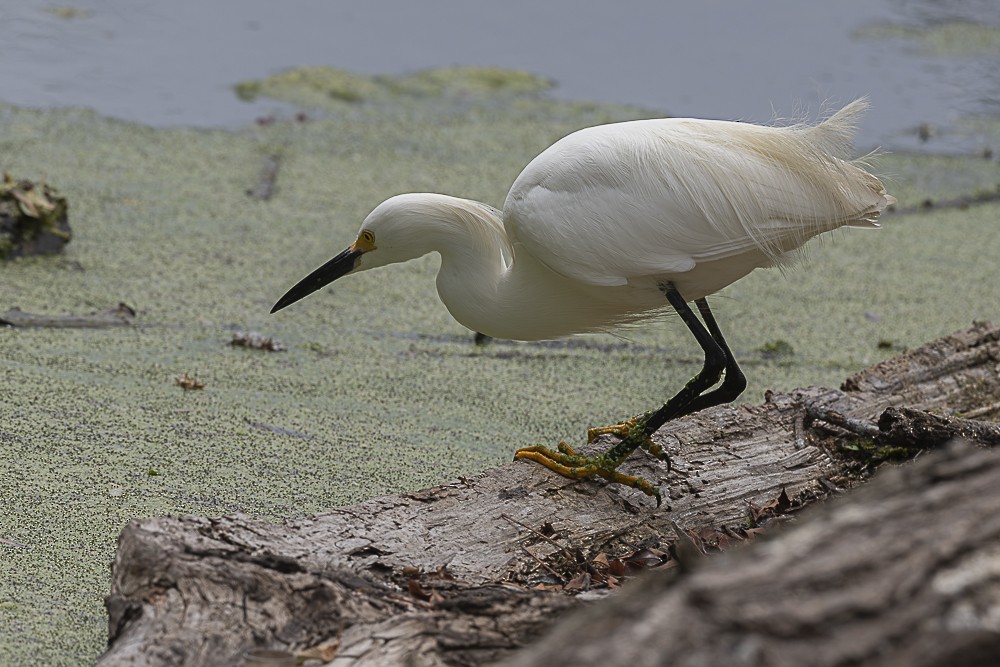 Snowy Egret - James McNamara