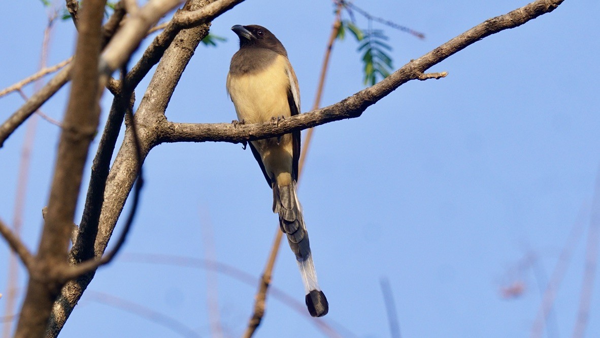 Rufous Treepie - ML619106437