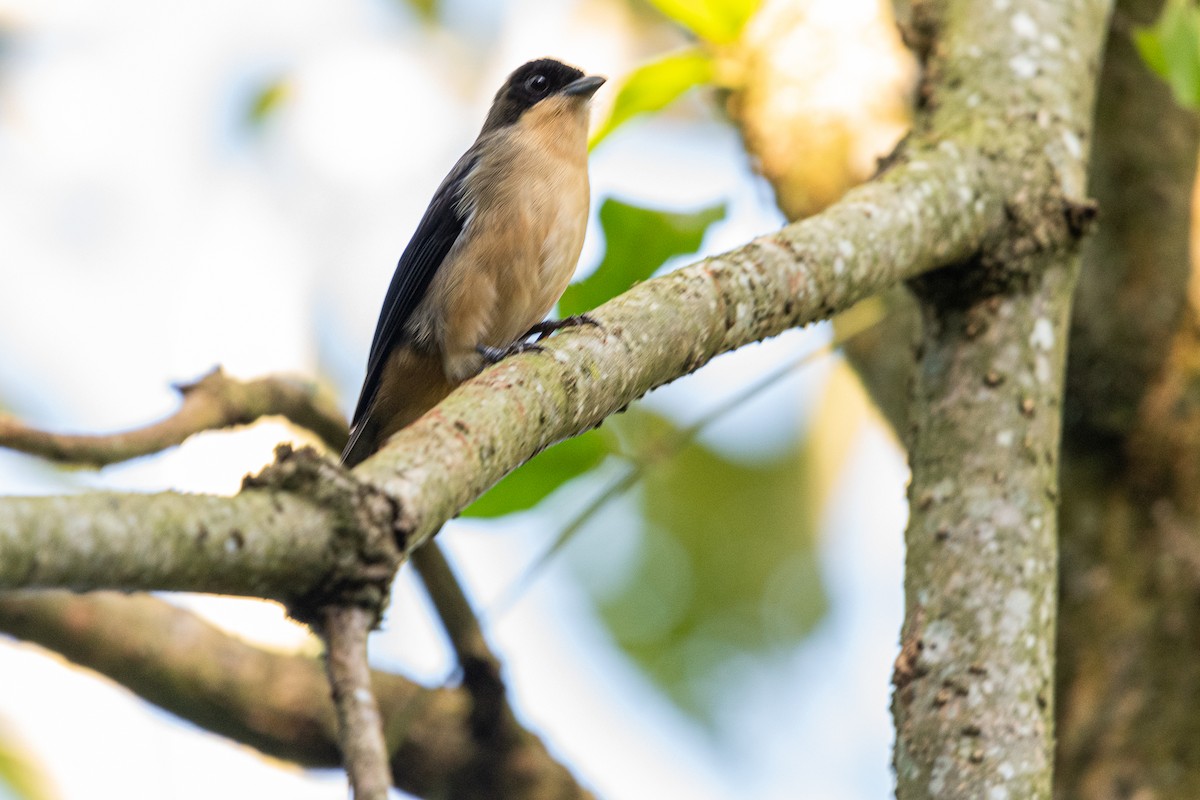 Black-goggled Tanager - ML619106440