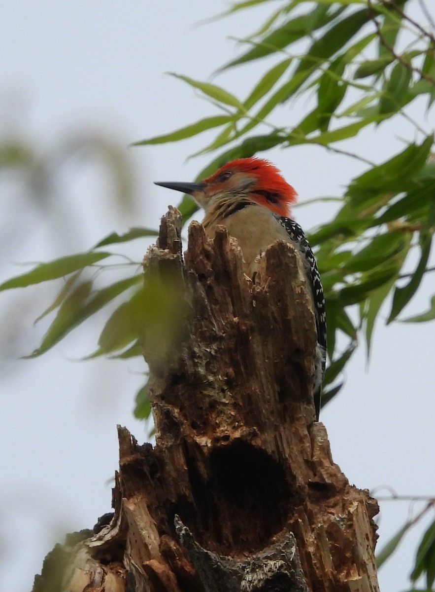 Red-bellied Woodpecker - ML619106450