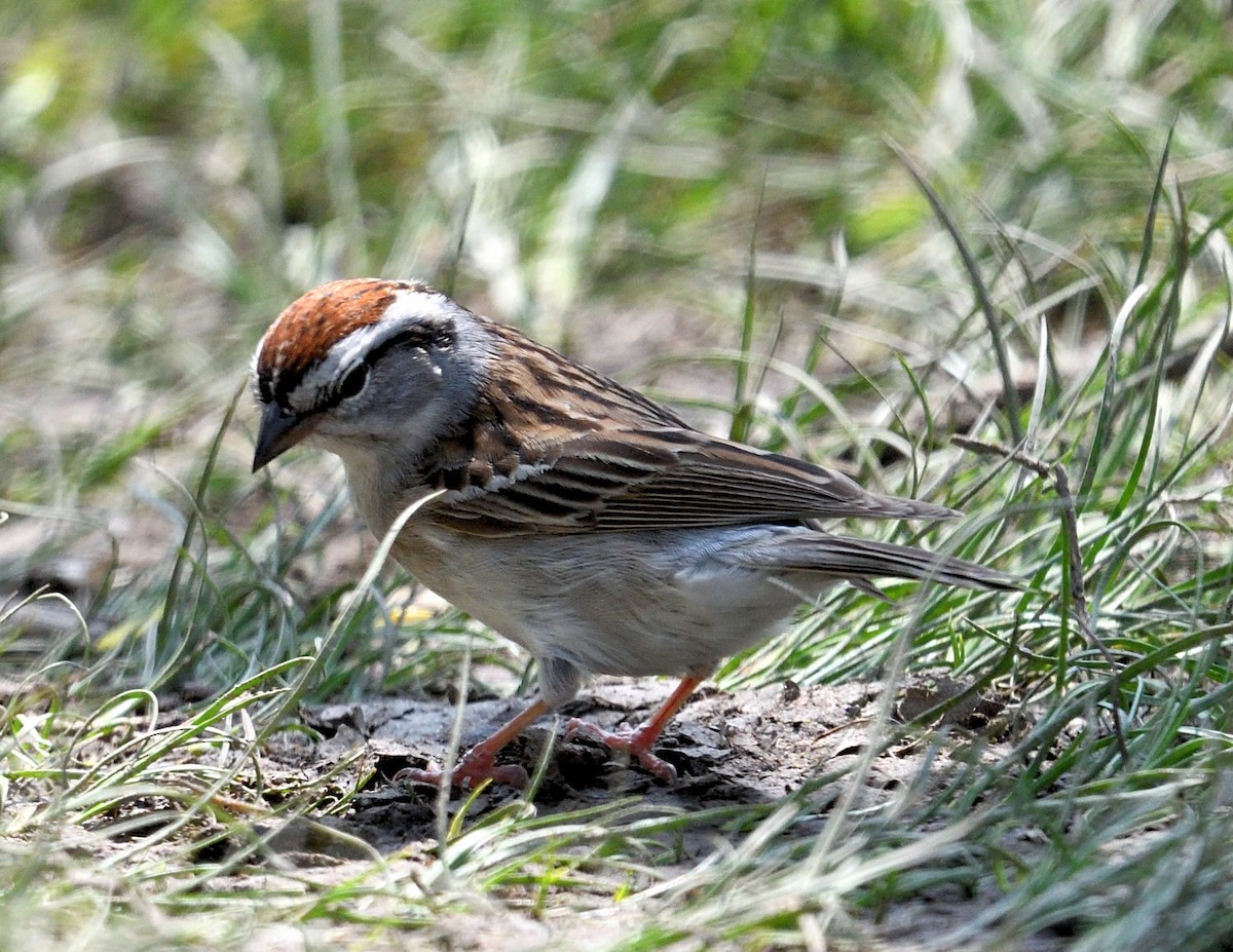 Chipping Sparrow - Margaret Hough