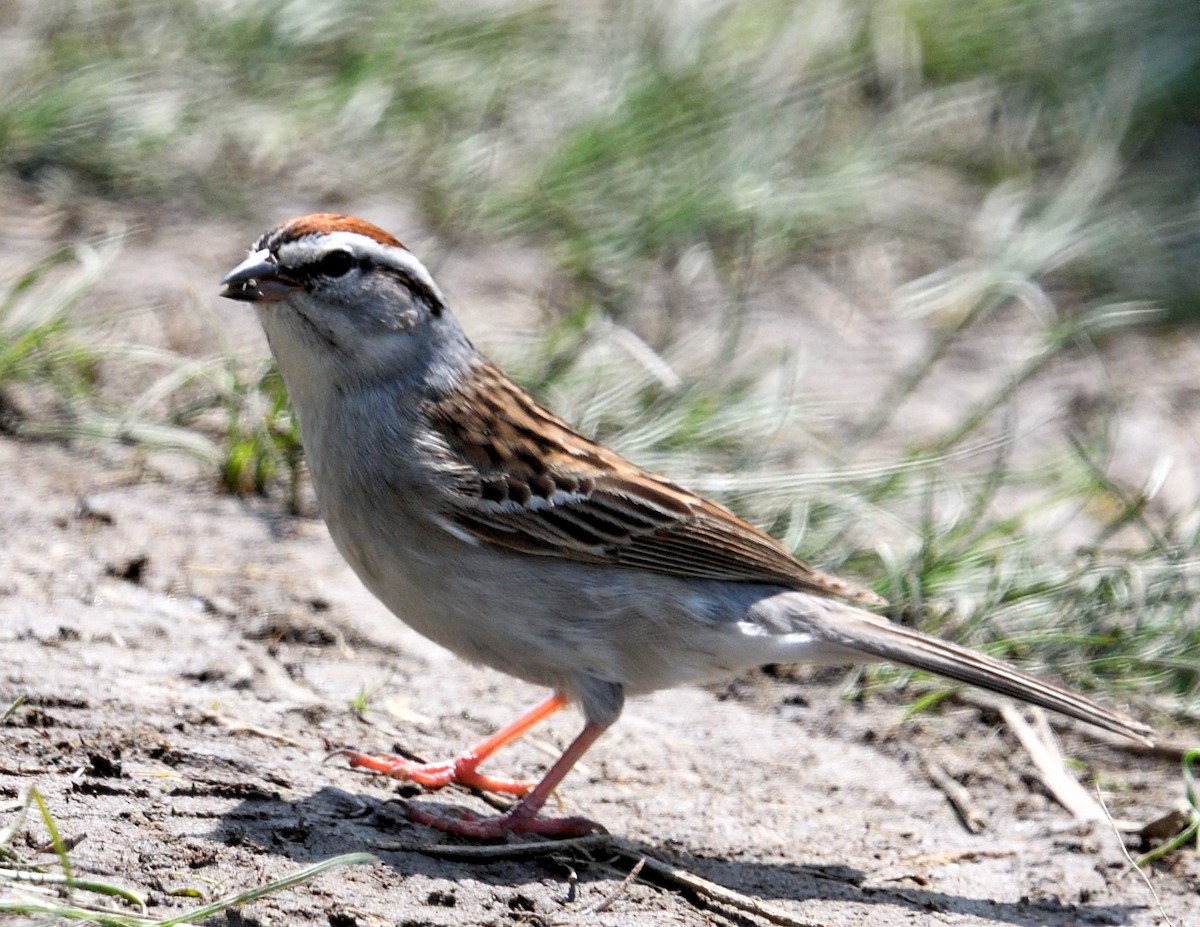 Chipping Sparrow - Margaret Hough