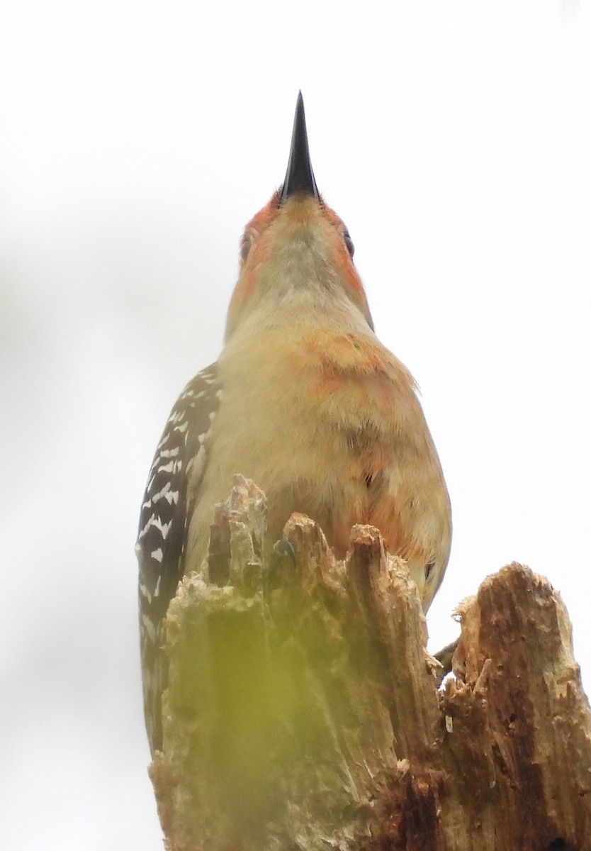 Red-bellied Woodpecker - Debbie Segal