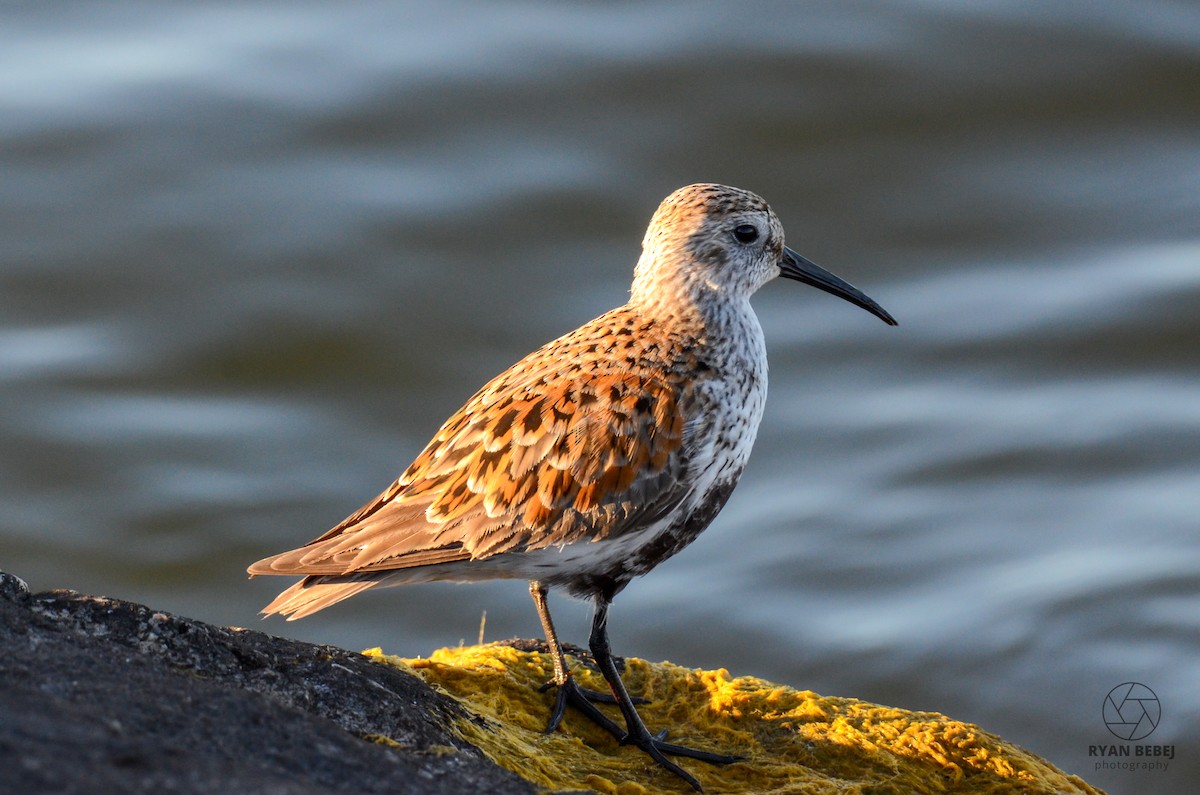 Dunlin - Ryan Bebej