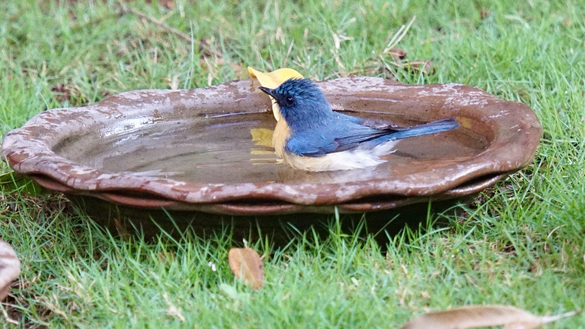 Tickell's Blue Flycatcher - Abhijit Ghaskadbi