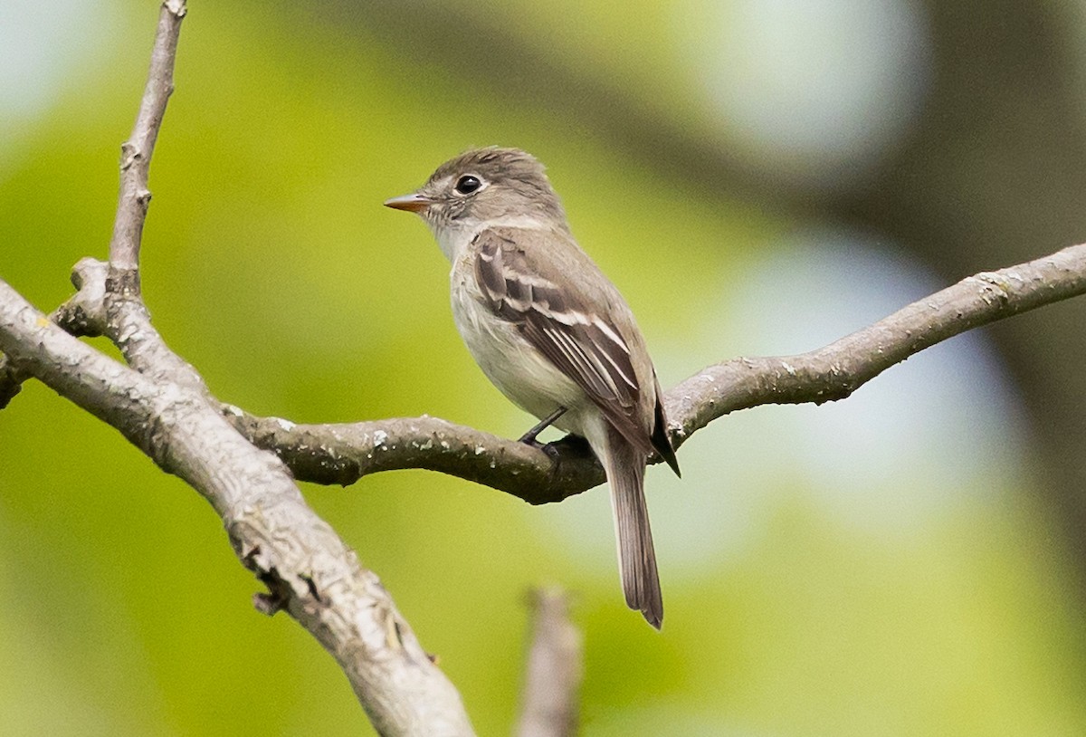 Least Flycatcher - ML619106469