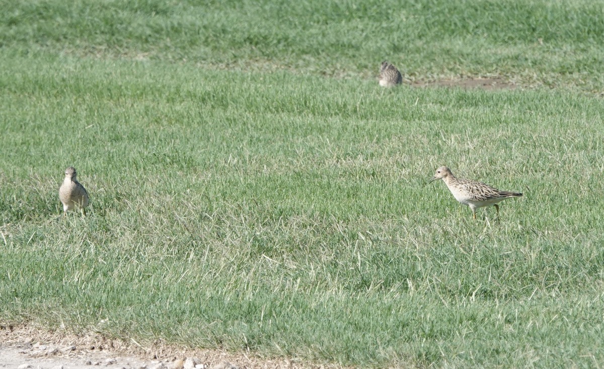 Buff-breasted Sandpiper - ML619106472