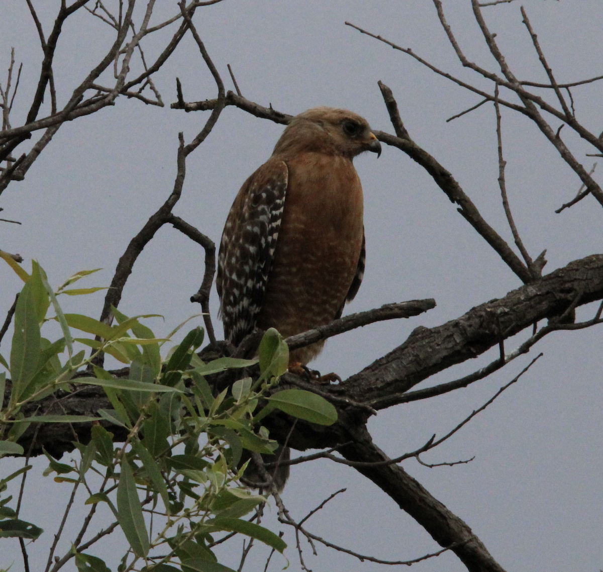 Red-shouldered Hawk - Joe Hannigan