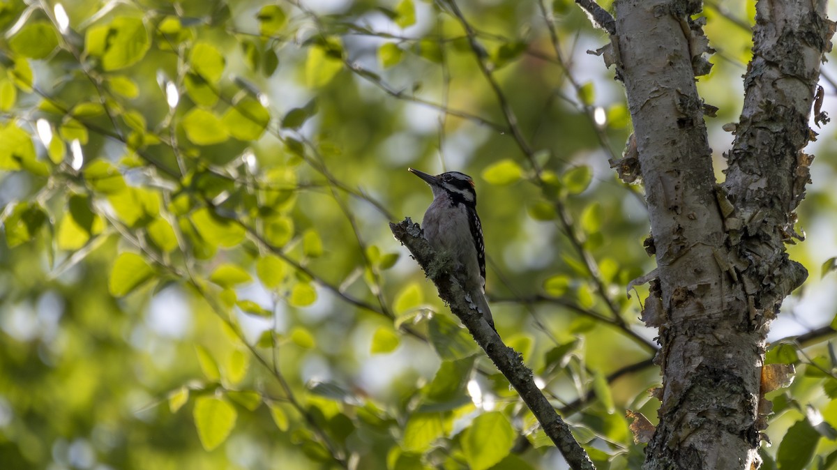 Hairy Woodpecker - Erinn Szarek