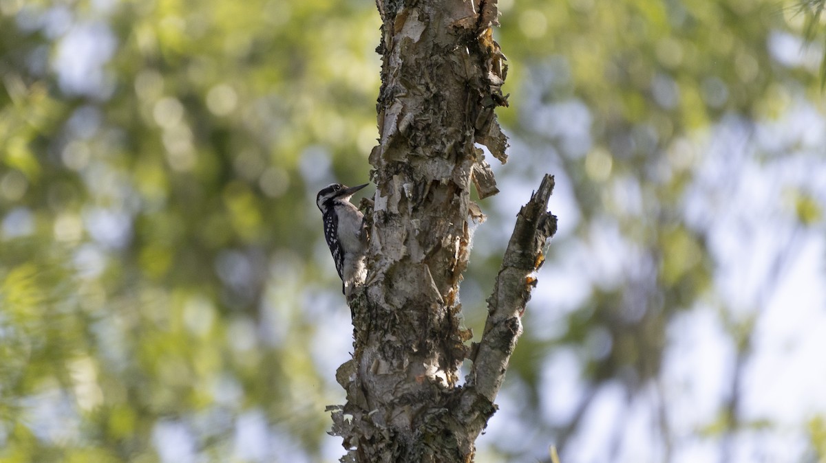 Hairy Woodpecker - Erinn Szarek