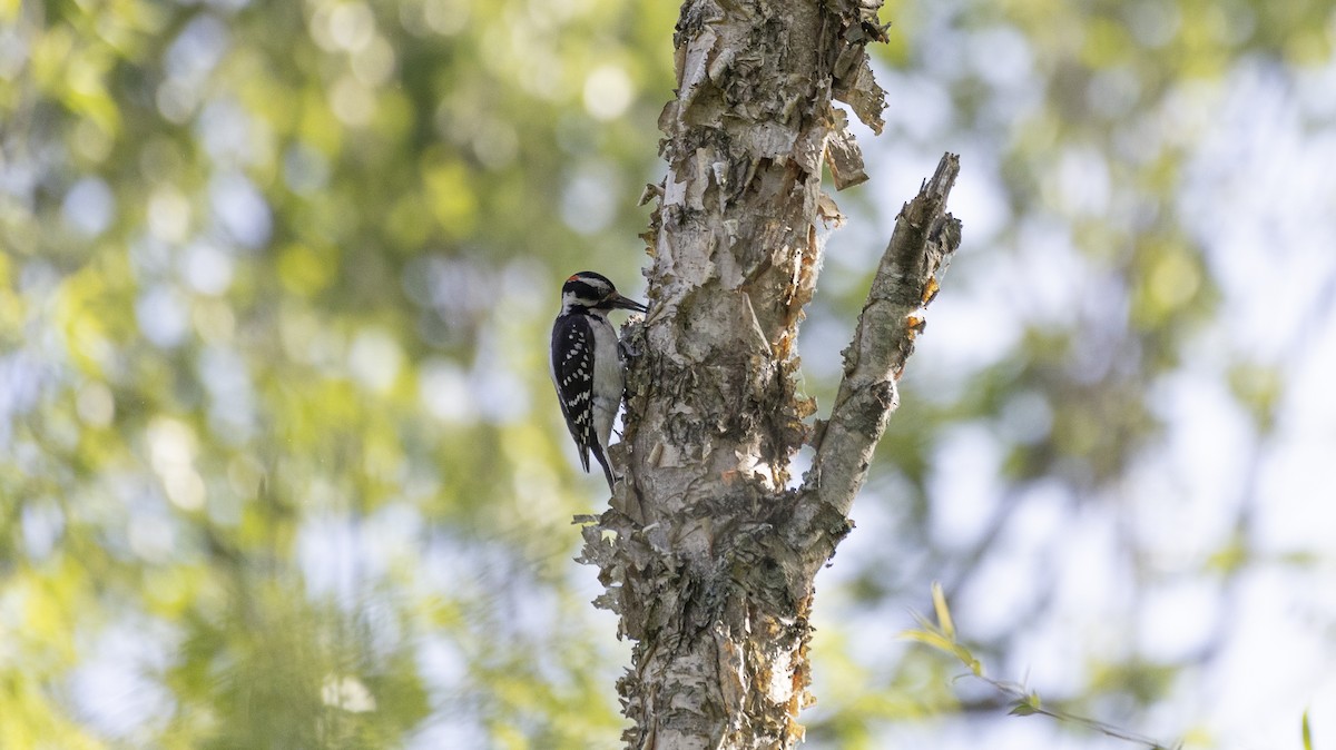 Hairy Woodpecker - Erinn Szarek