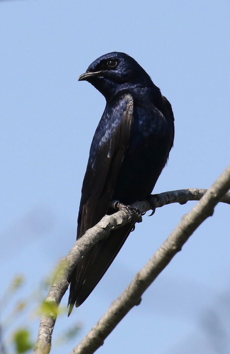 Purple Martin - Frank Mantlik