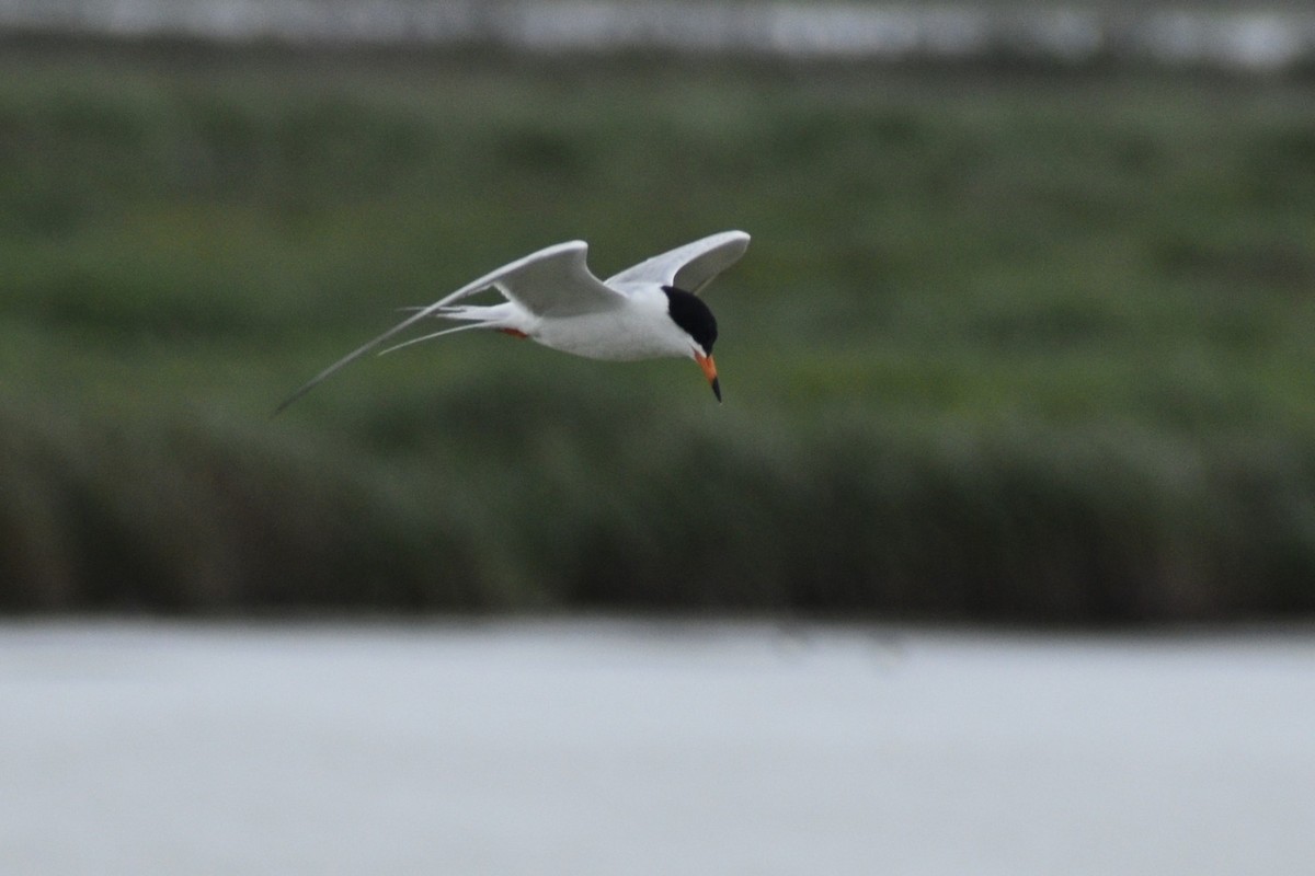 Forster's Tern - ML619106529