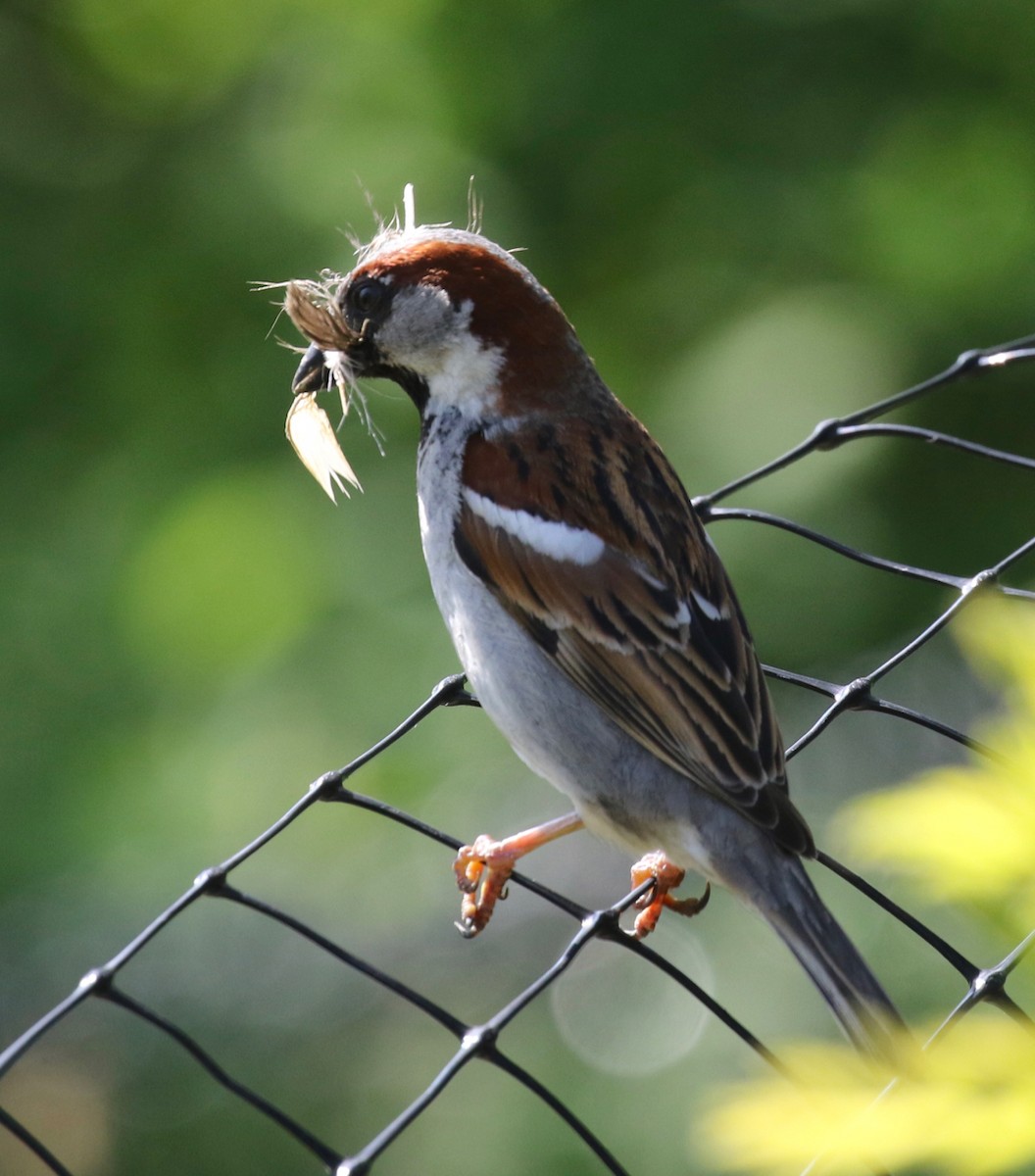 House Sparrow - Frank Mantlik