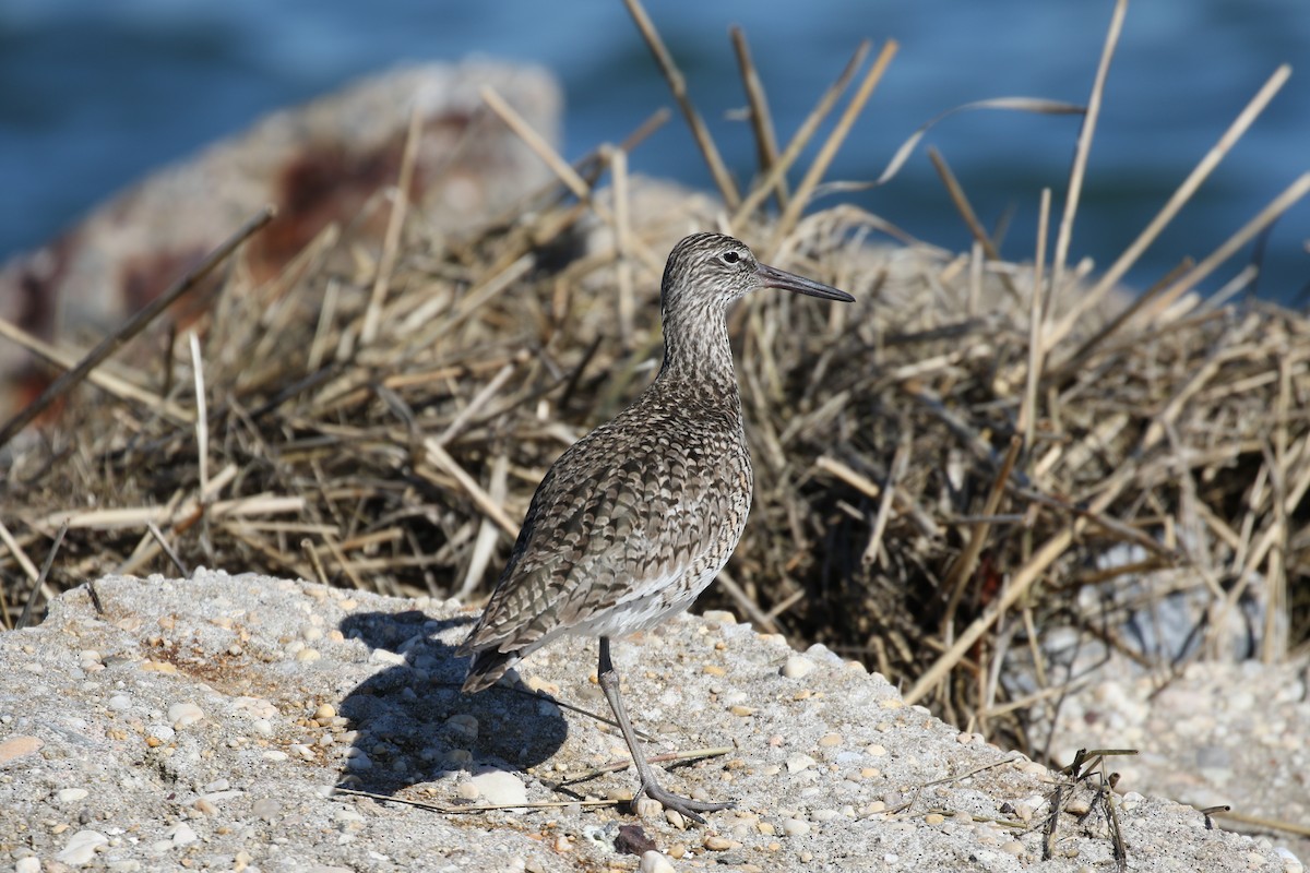 Willet - Pranav Kumar